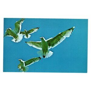 Seagulls In Flight Postcard Bromley Maine Coast Vintage Scenic Photography Bird